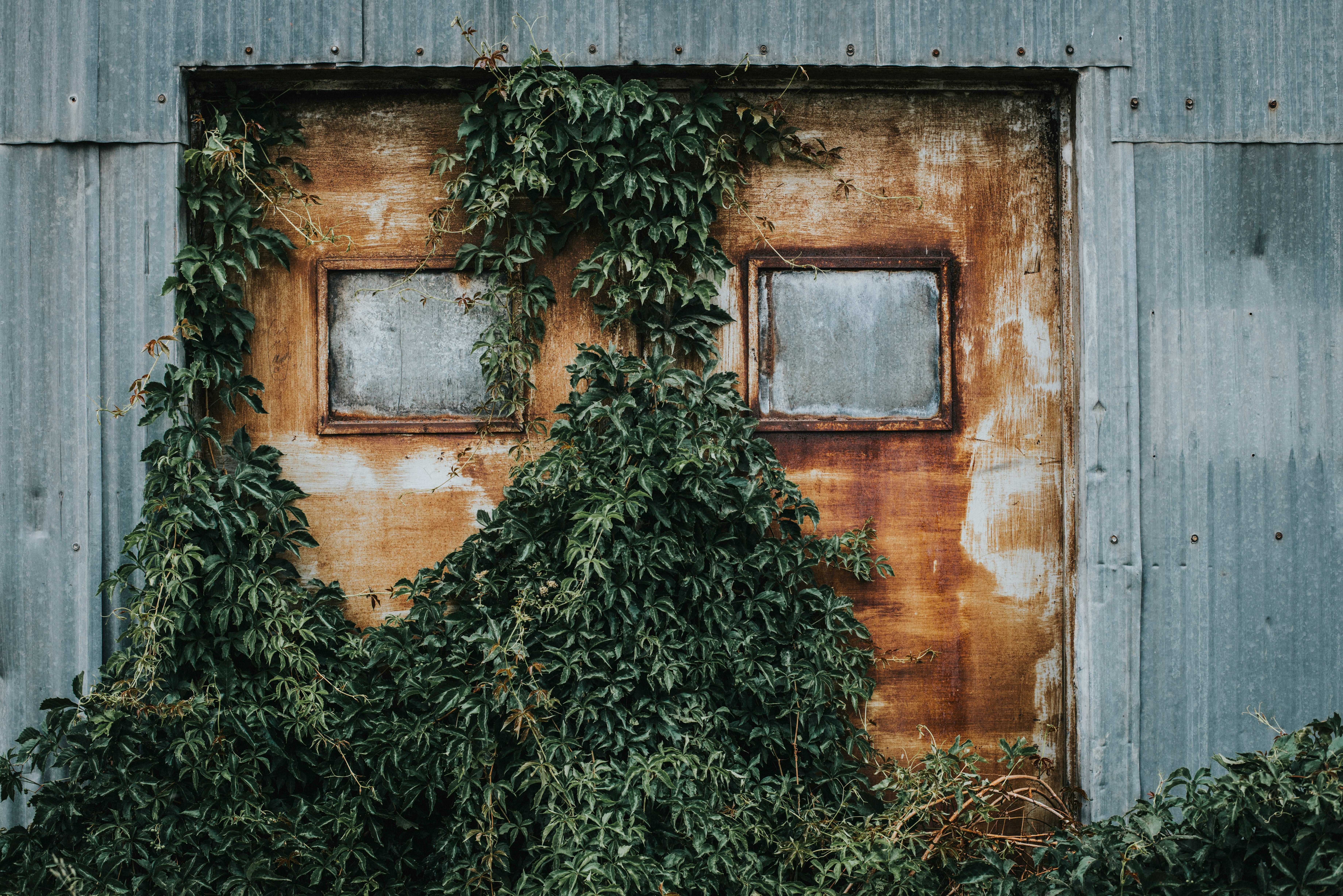 brown steel door covered with green vines